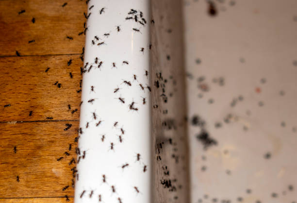 Best Termite Control Services  in Robbins, NC